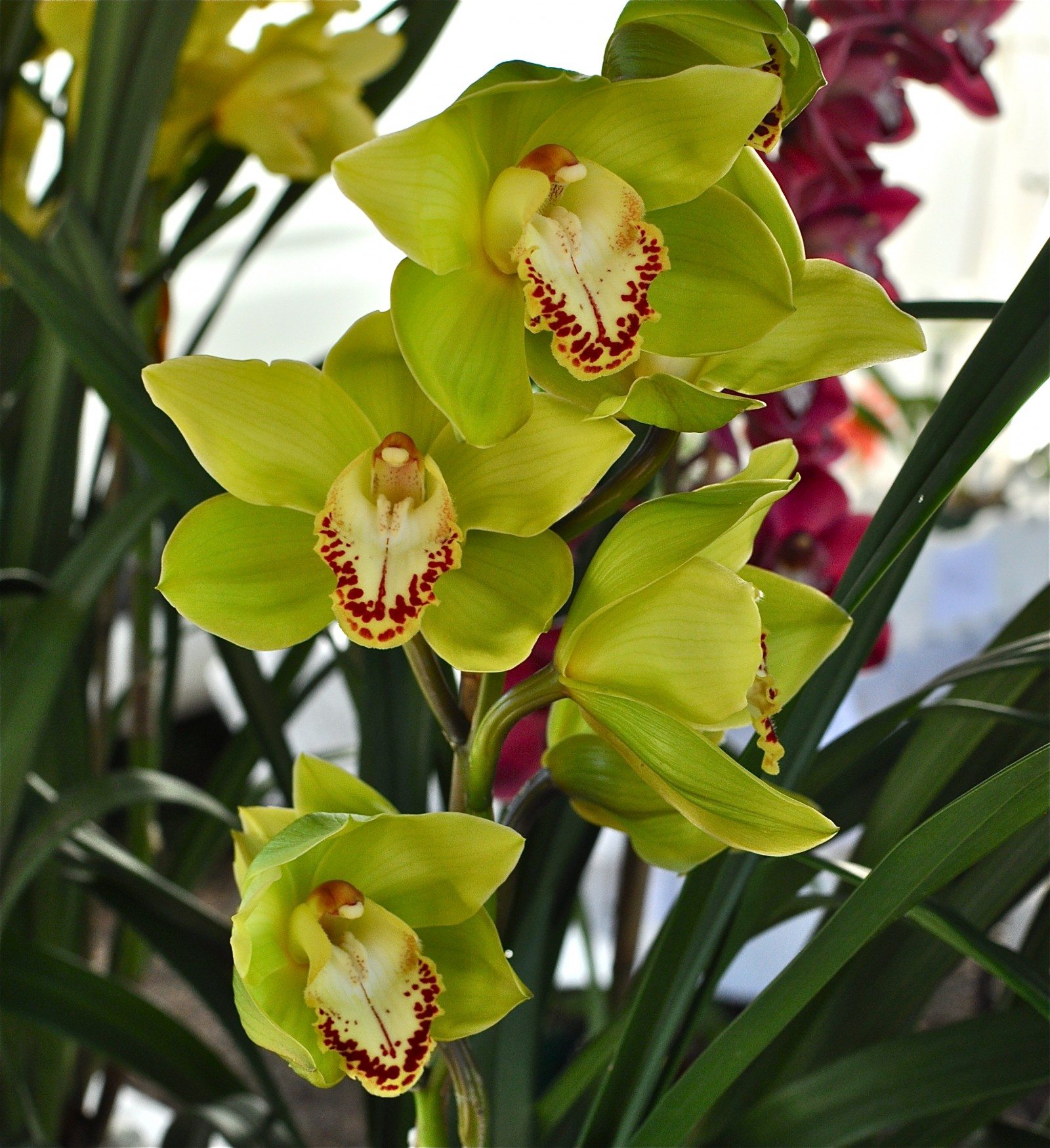 Silent Sunday orchids at the Noosa Farmers' Markets Claire