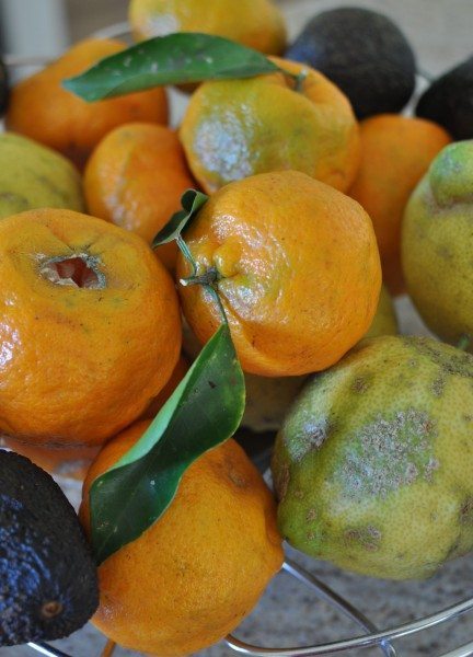 Mandarins and organges
