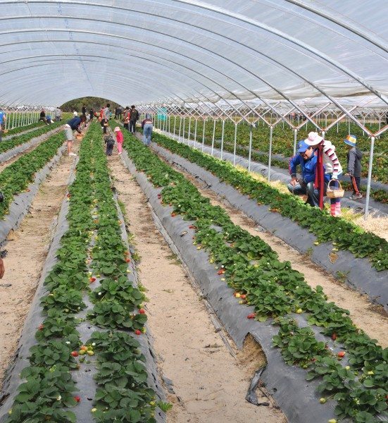 Rolin Strawberry farm Elimbah, Queensland Claire K Creations