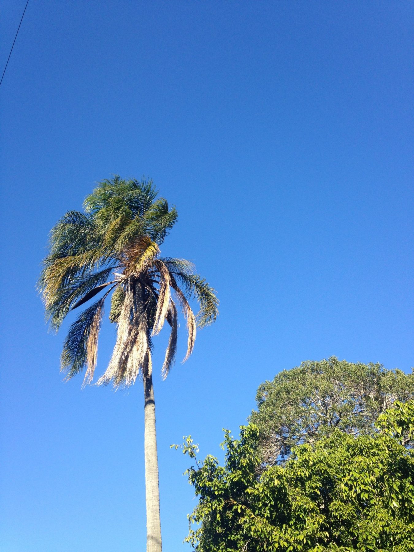 Blue skies