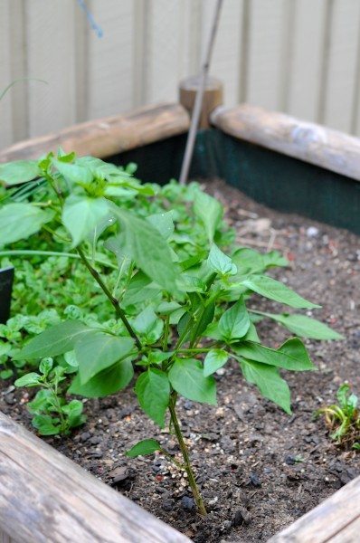 Baby capsicum
