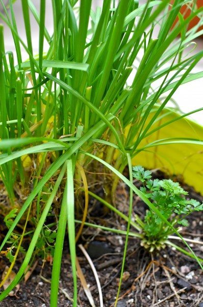 Chives and parsley