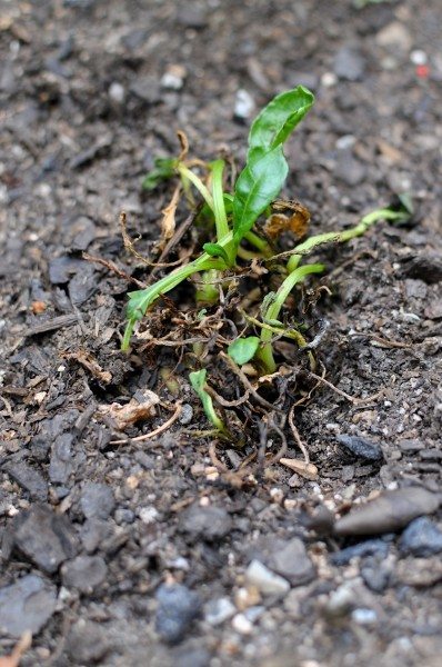 Hopeful for my spinach