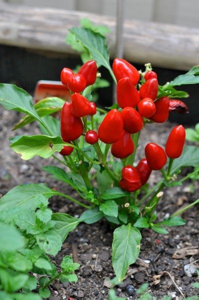 Hot chili