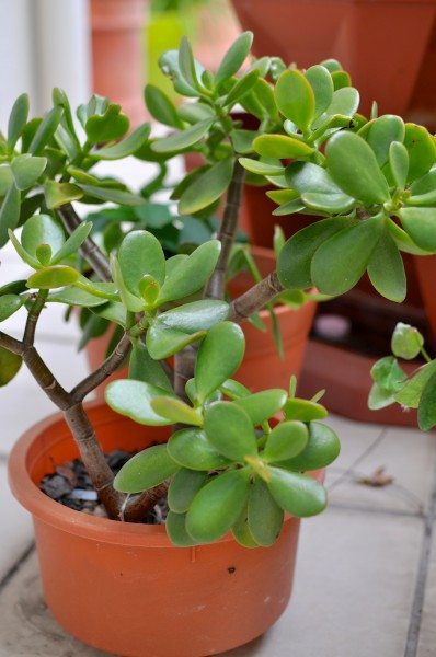 Jade