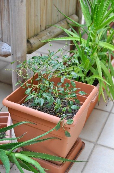 Mini chilis and a natural way to keep possums away