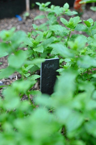 Mint overtaking its bed