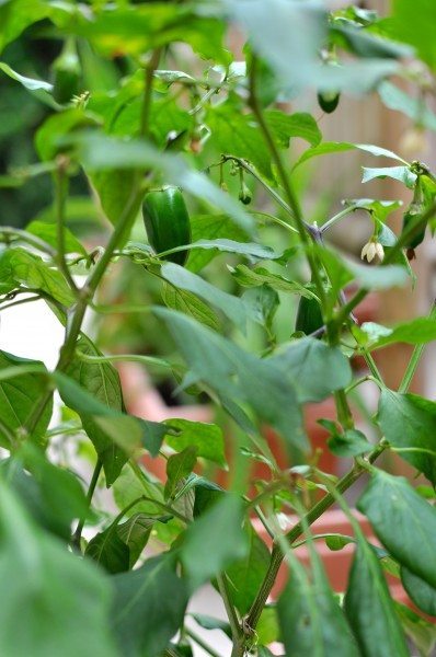 Most successful - baby capsicum
