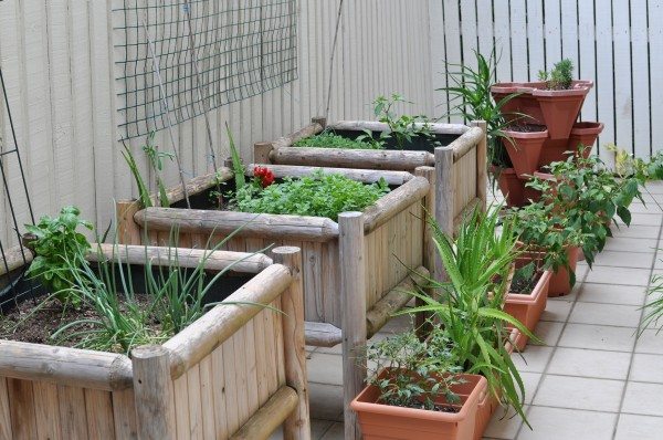 My edible garden