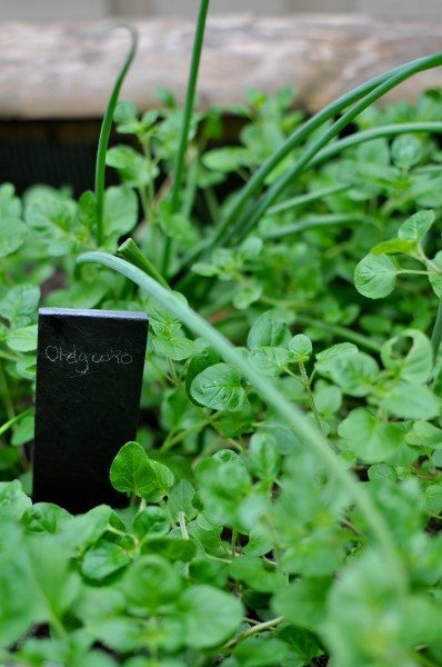Oregano