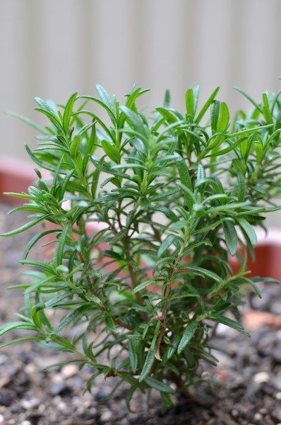 Rosemary