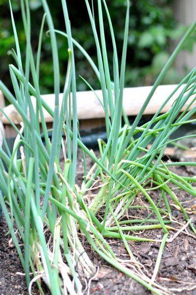 Shallots