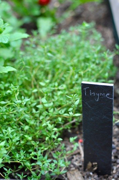 Thyme
