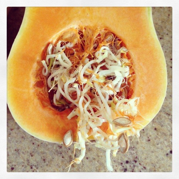 Pumpkin with seeds sprouting inside
