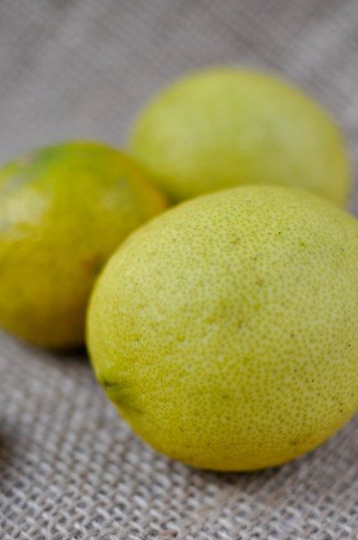 Lemons from my tree